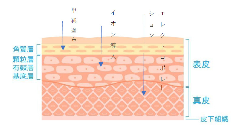 肌深部